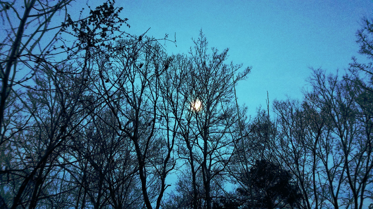 Turquoise blue night sky with winter trees somewhat obscuring a full moon