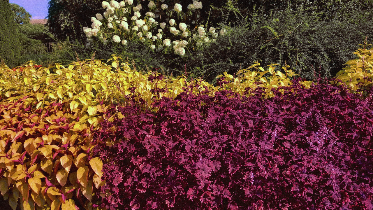 A collection of bushes of red-violet, yellow and green color along with white flowers in an urban garden