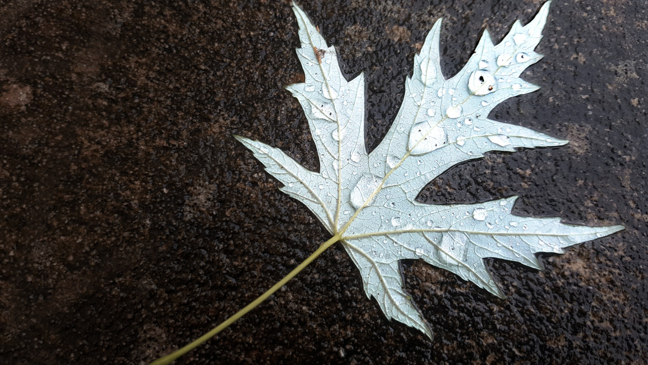 Leaf in Water on Concrete